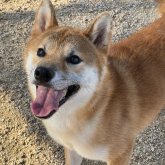 柴犬(標準サイズ)