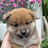 柴犬(標準サイズ)