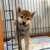 柴犬(標準サイズ)【岡山県・女の子・2025年6月8日・赤】の写真1