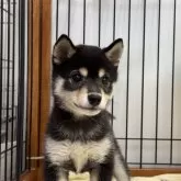 豆柴