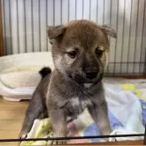 柴犬(標準サイズ)