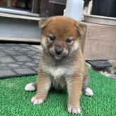 柴犬(標準サイズ)