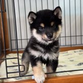 柴犬(豆柴)