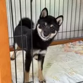 豆柴
