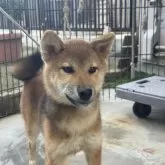 柴犬(標準サイズ)