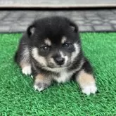 豆柴