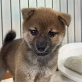 柴犬(標準サイズ)