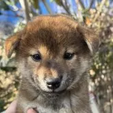 柴犬(標準サイズ)