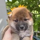 柴犬(標準サイズ)