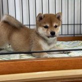 柴犬(豆柴)