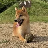 柴犬(標準サイズ)