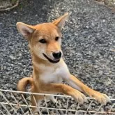 柴犬(標準サイズ)
