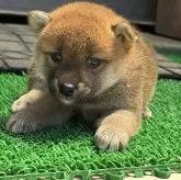 柴犬(標準サイズ)