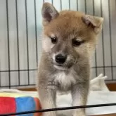 柴犬(標準サイズ)