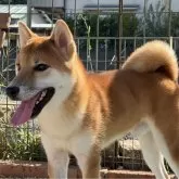 柴犬(標準サイズ)