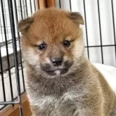 柴犬(標準サイズ)