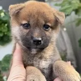 柴犬(標準サイズ)