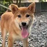柴犬(標準サイズ)