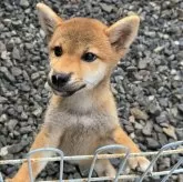 柴犬(標準サイズ)