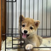 柴犬(豆柴)