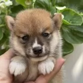 豆柴