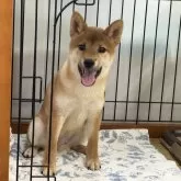 柴犬(標準サイズ)