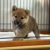 柴犬(標準サイズ)