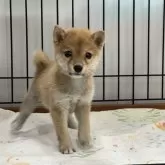 豆柴