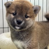 柴犬(標準サイズ)