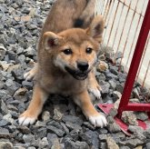 柴犬(標準サイズ)