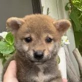 柴犬(標準サイズ)