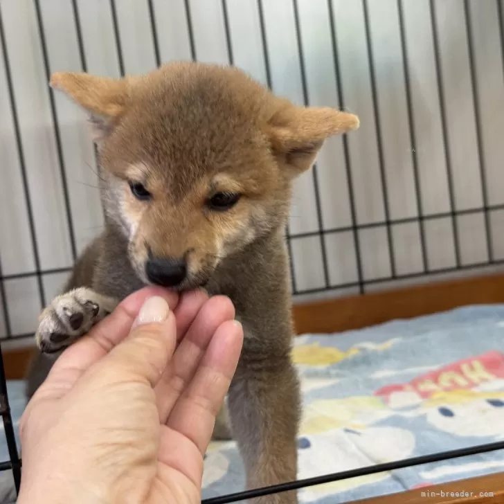 柴っち(6/25〜6/26購入) JxK.Studio】JXK054ABC shiba inu Leg Lift 1/6スケール 柴犬 イヌ