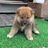 柴犬(標準サイズ)【岡山県・男の子・2025年5月22日・赤】の写真2