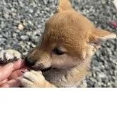柴犬(標準サイズ)【岡山県・女の子・2025年4月12日・赤】の写真2