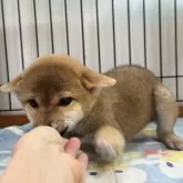柴犬(標準サイズ)【岡山県・女の子・2025年6月8日・赤】の写真2