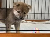 柴犬(標準サイズ)【岡山県・女の子・2025年6月27日・赤】の写真2