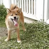 柴犬(標準サイズ)【岡山県・男の子・2024年11月26日・赤】の写真5