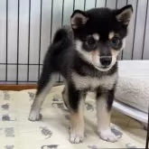 豆柴【岡山県・女の子・2025年7月11日・黒】の写真5