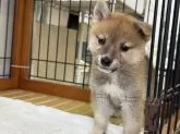 柴犬(標準サイズ)【岡山県・女の子・2025年6月27日・赤】の写真3