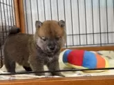 柴犬(標準サイズ)【岡山県・男の子・2024年10月18日・赤】の写真3