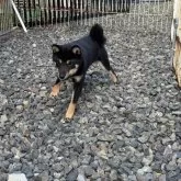 豆柴【岡山県・女の子・2025年4月29日・黒】の写真3