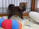 柴犬(標準サイズ)【岡山県・男の子・2024年10月18日・赤】の写真4