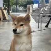 柴犬(標準サイズ)【岡山県・男の子・2025年5月25日・赤】の写真4