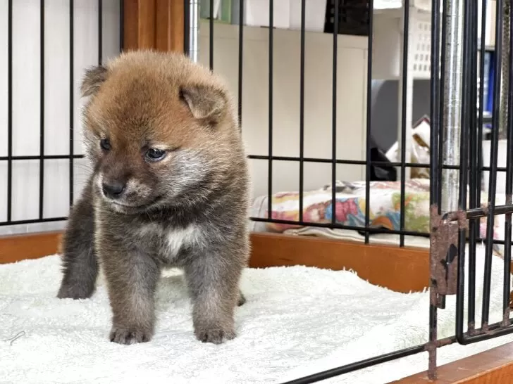 柴犬【岡山県・女の子・2025年4月4日・赤】丸顔できれいなお