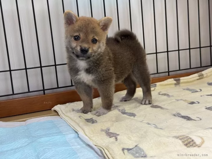 柴犬【岡山県・男の子・2025年6月29日・赤】甘えん坊の男の子