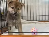 柴犬(標準サイズ)【岡山県・女の子・2025年6月27日・赤】の写真5