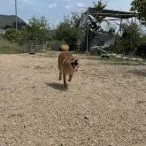 柴犬(標準サイズ)【岡山県・男の子・2024年11月26日・赤】の写真4