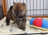 柴犬(標準サイズ)【岡山県・男の子・2024年10月18日・赤】の写真5