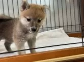 柴犬(標準サイズ)【岡山県・女の子・2025年6月27日・赤】の写真5