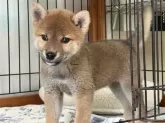 柴犬(標準サイズ)【岡山県・女の子・2025年6月8日・赤】の写真5